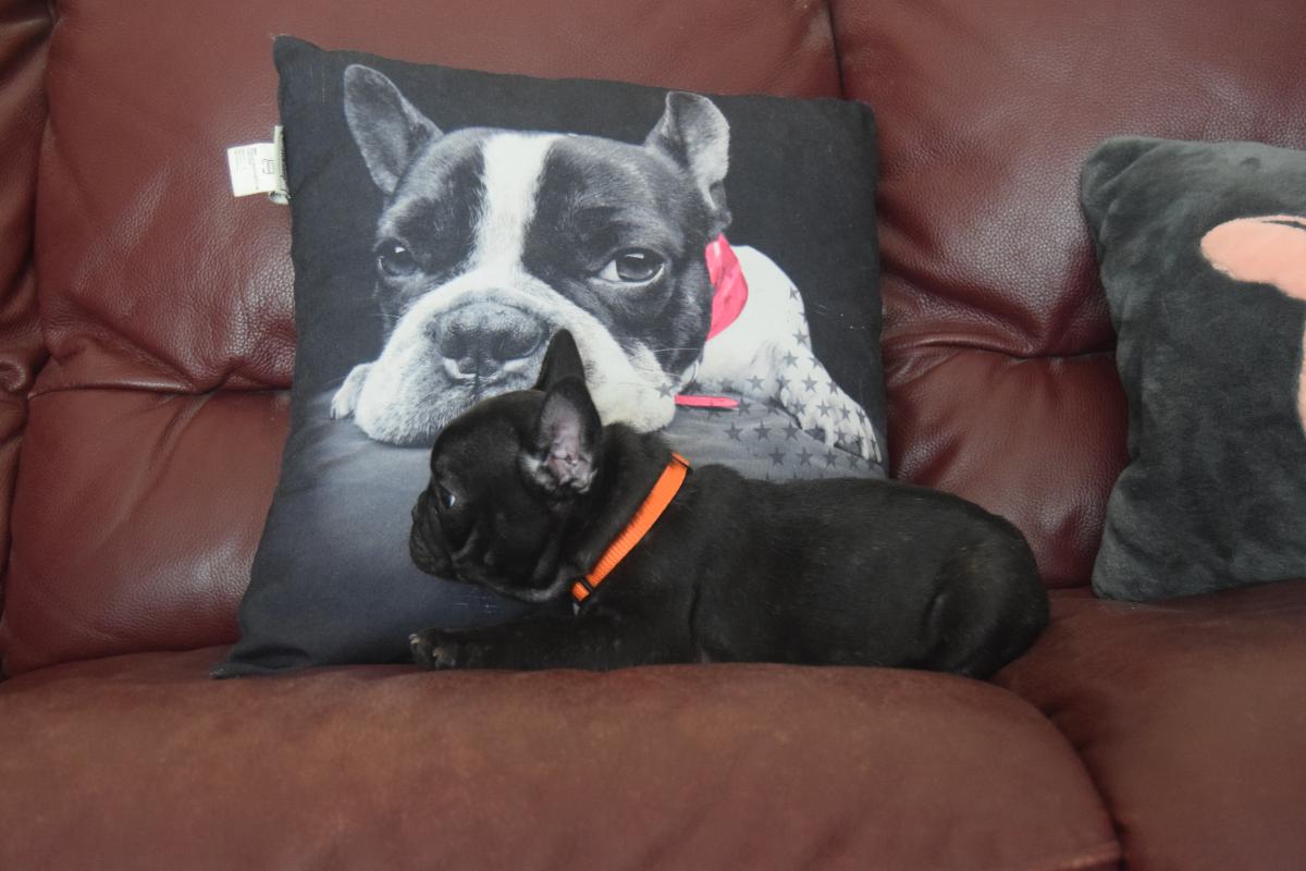 Abigail Sciuto femelle Bouledogue Français bringée