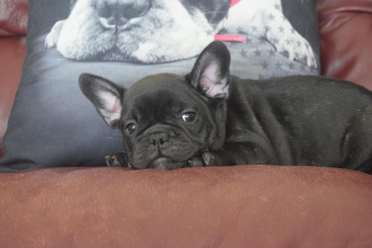 Abigail Sciuto femelle Bouledogue Français bringée