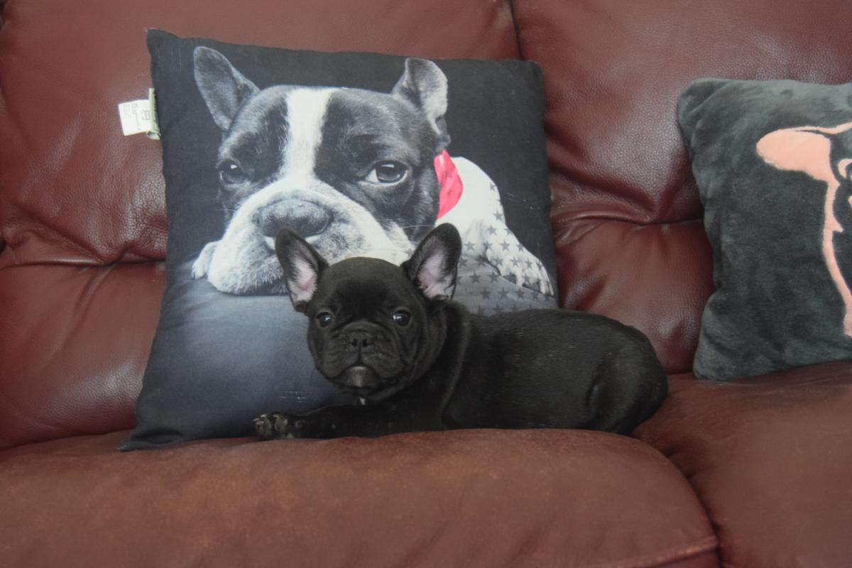 Abigail Sciuto femelle Bouledogue Français bringée