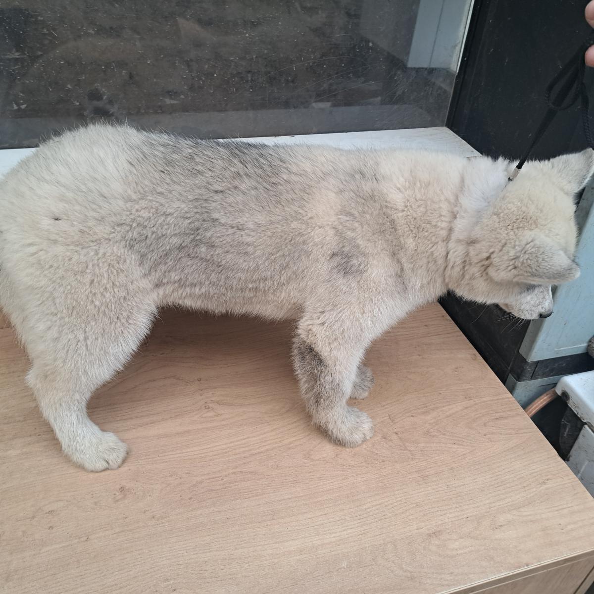 Magnifiques chiots husky sibérien