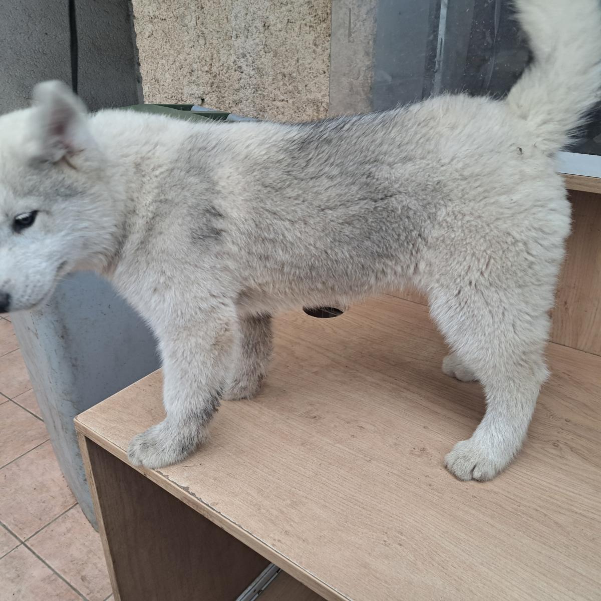 Magnifiques chiots husky sibérien