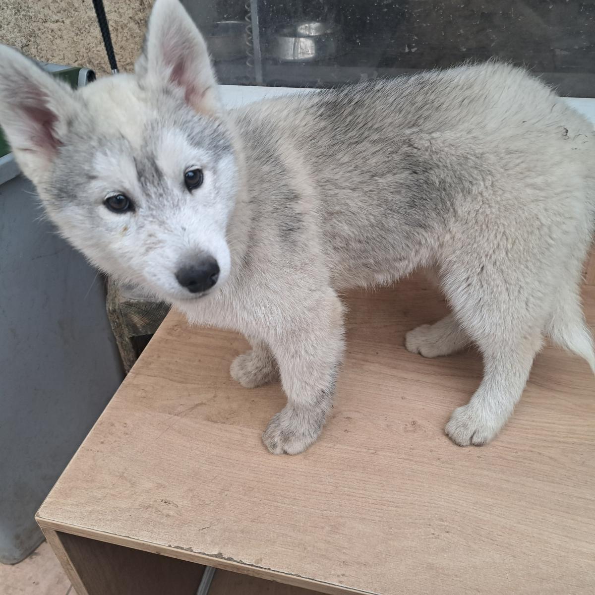 Magnifiques chiots husky sibérien