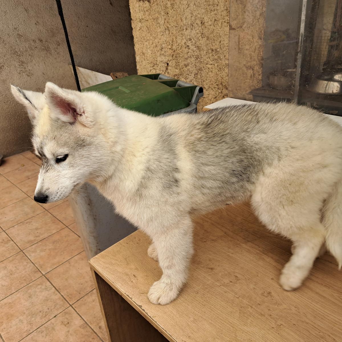 Magnifiques chiots husky sibérien