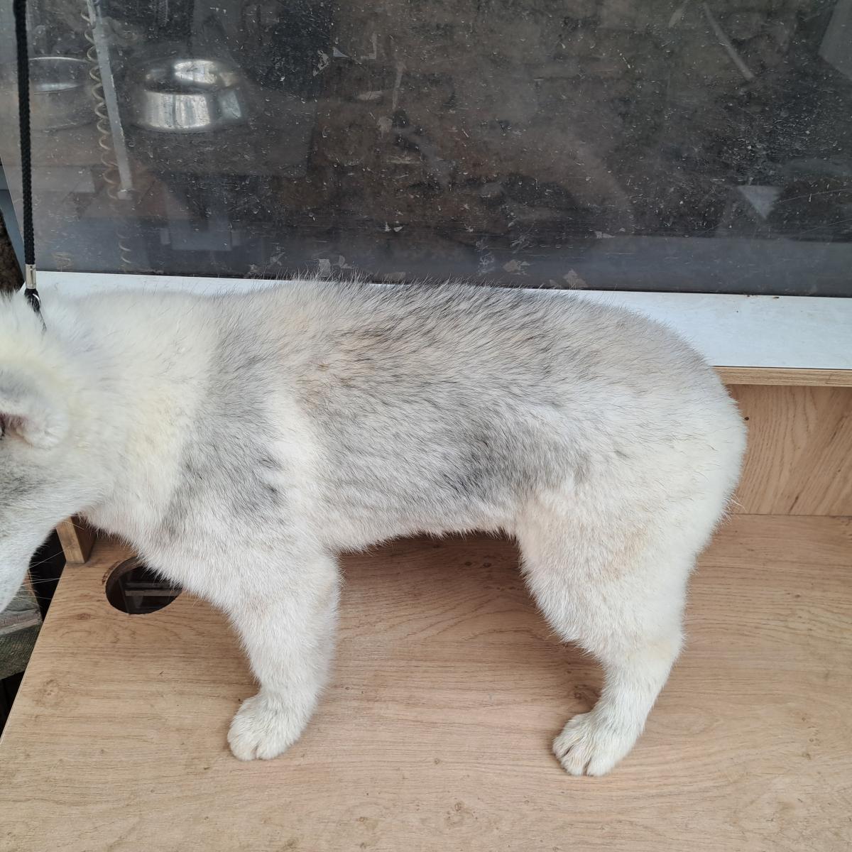 Magnifiques chiots husky sibérien