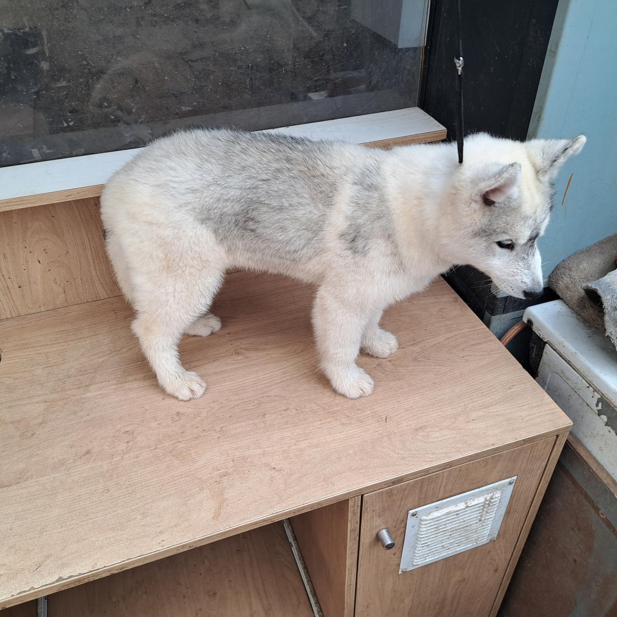 Magnifiques chiots husky sibérien