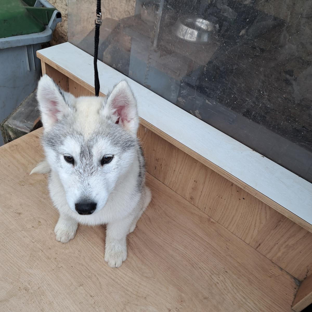 Magnifiques chiots husky sibérien