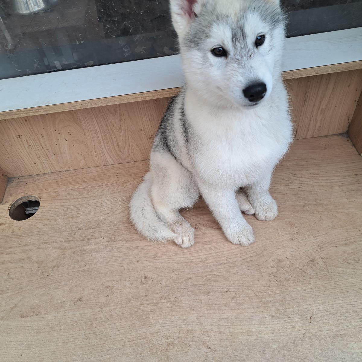 Magnifiques chiots husky sibérien