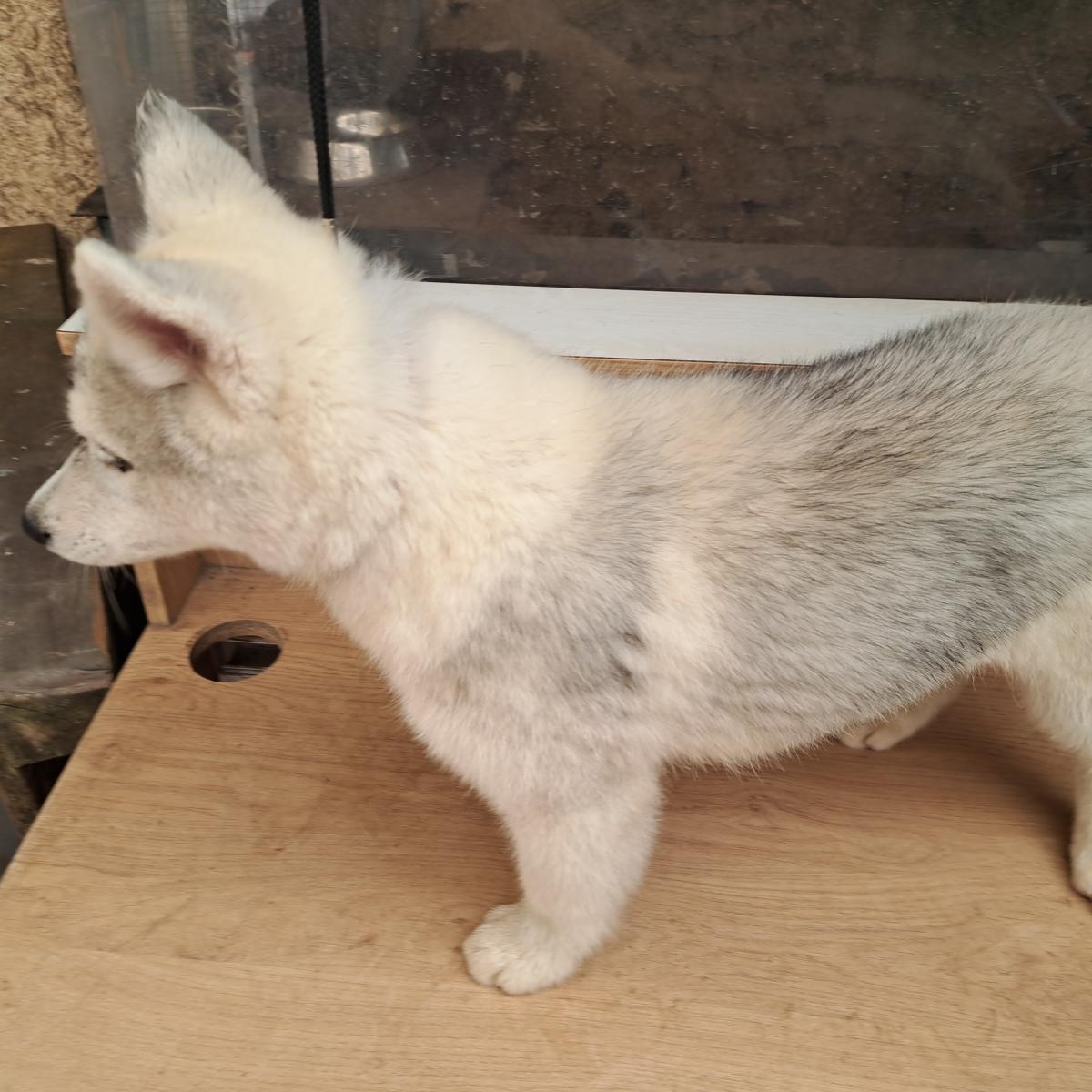 Magnifiques chiots husky sibérien