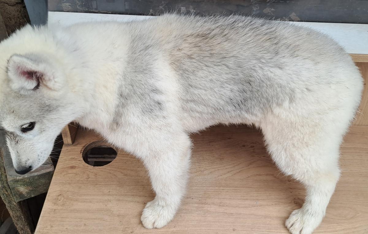 Magnifiques chiots husky sibérien