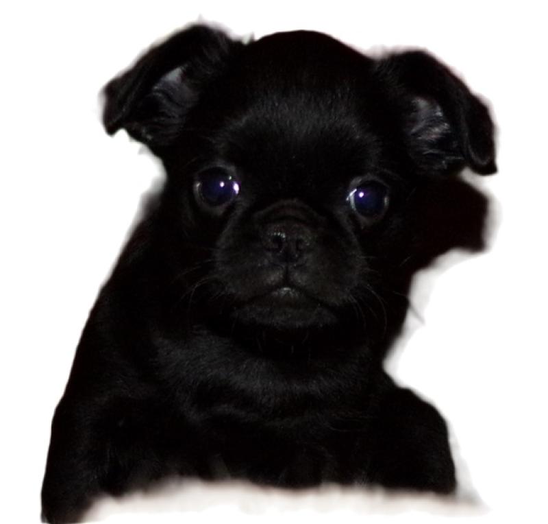 CH. UDYNE COB DE SABRES