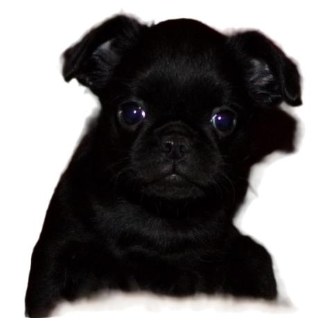 CH. UDYNE COB DE SABRES