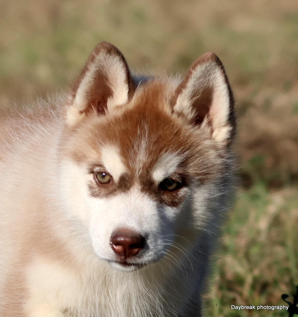 Chiots Husky LOF