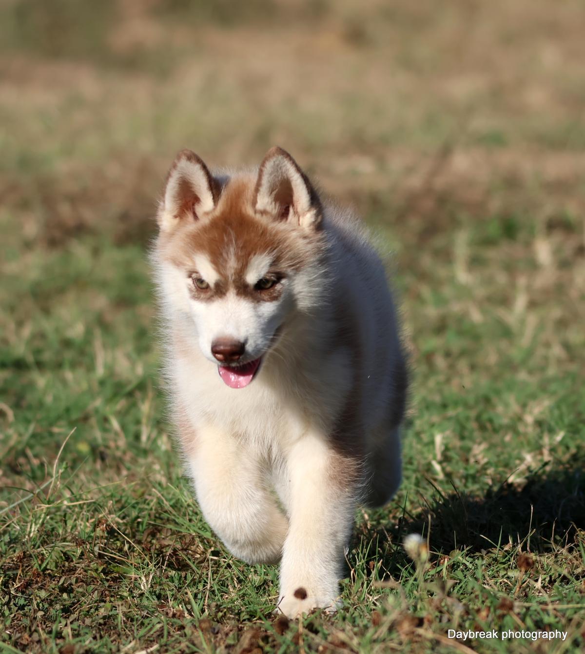 Chiots Husky LOF
