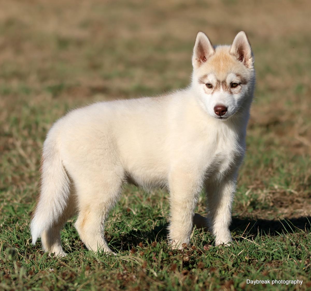 Chiots Husky LOF