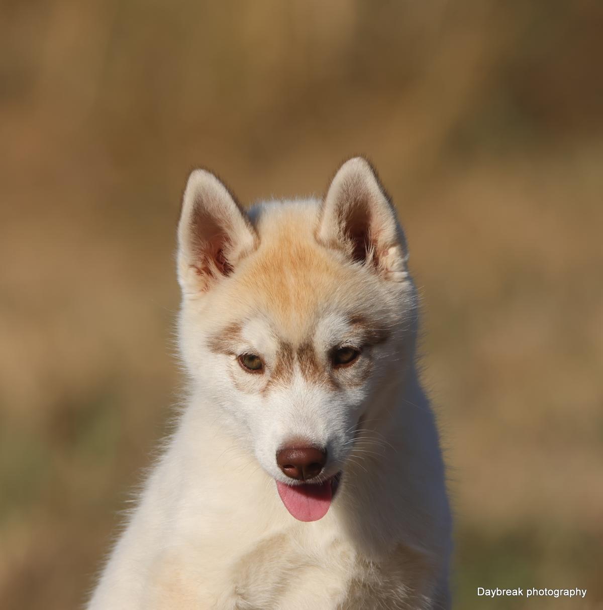 Chiots Husky LOF