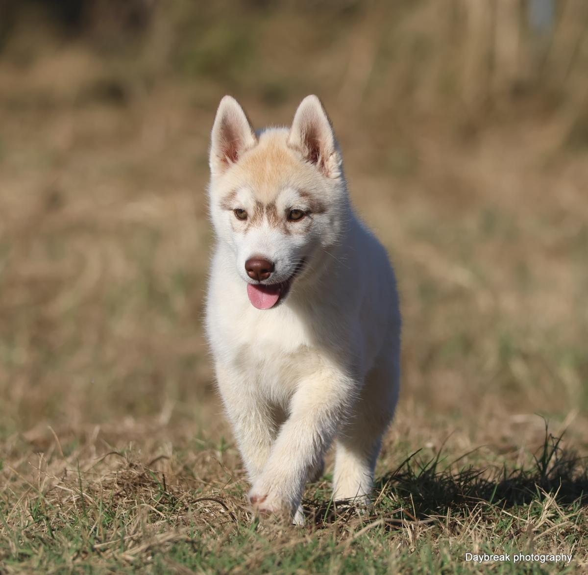 Chiots Husky LOF