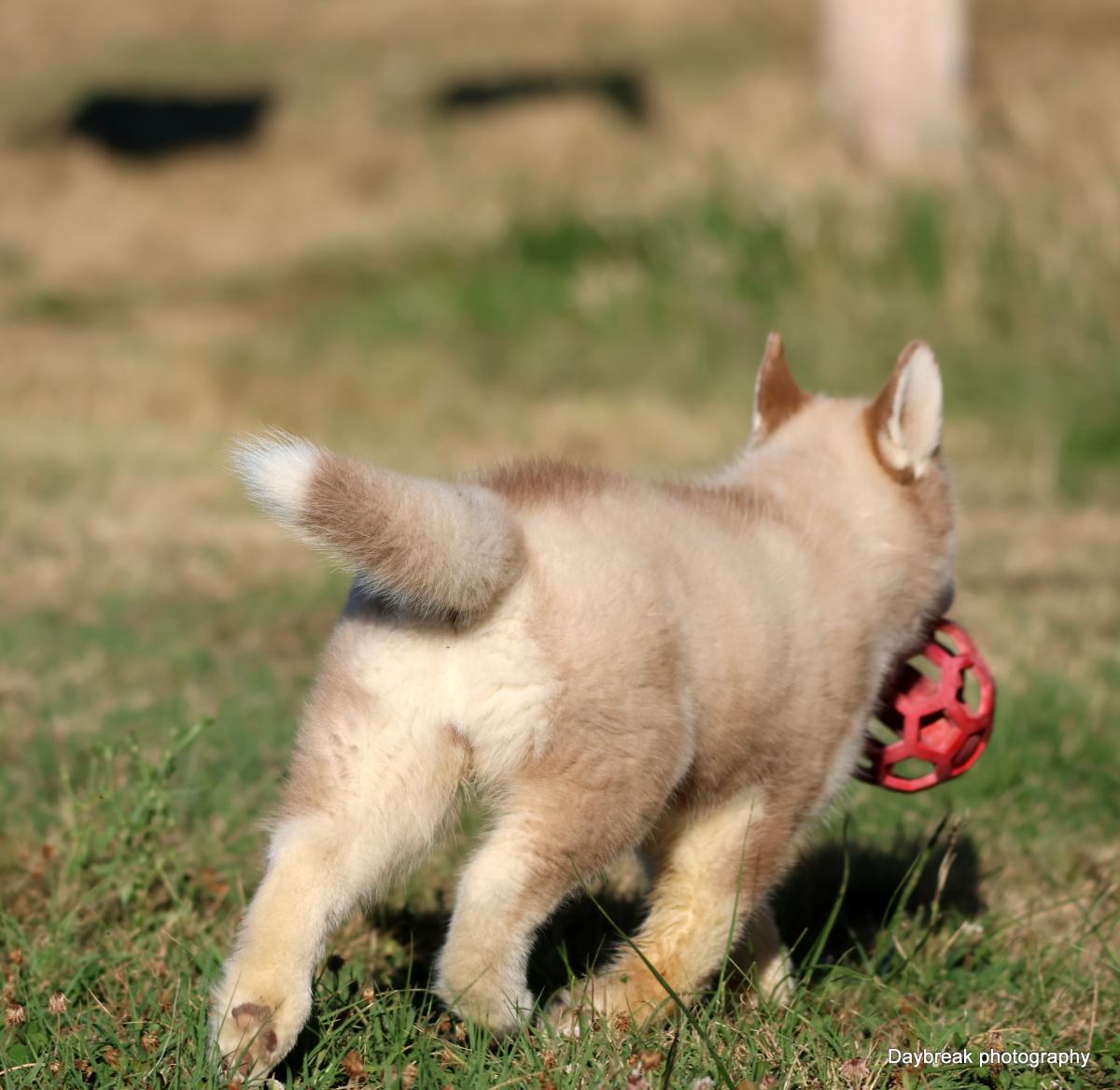 Chiots Husky LOF