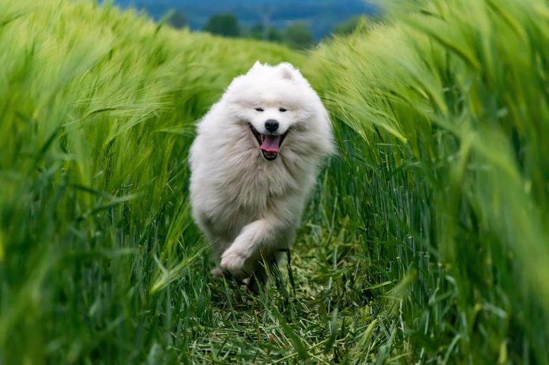Race de chien