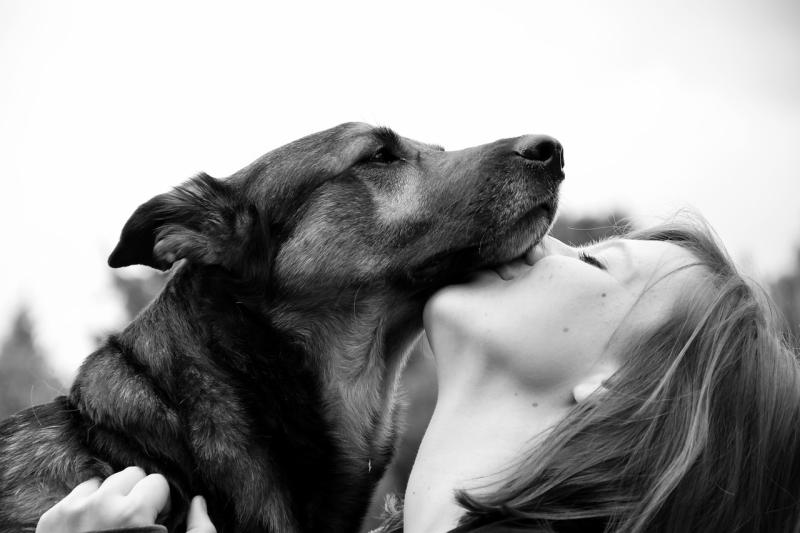 Race de chien