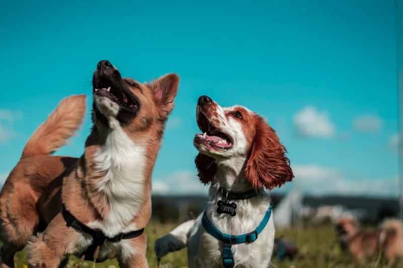 Race de chien