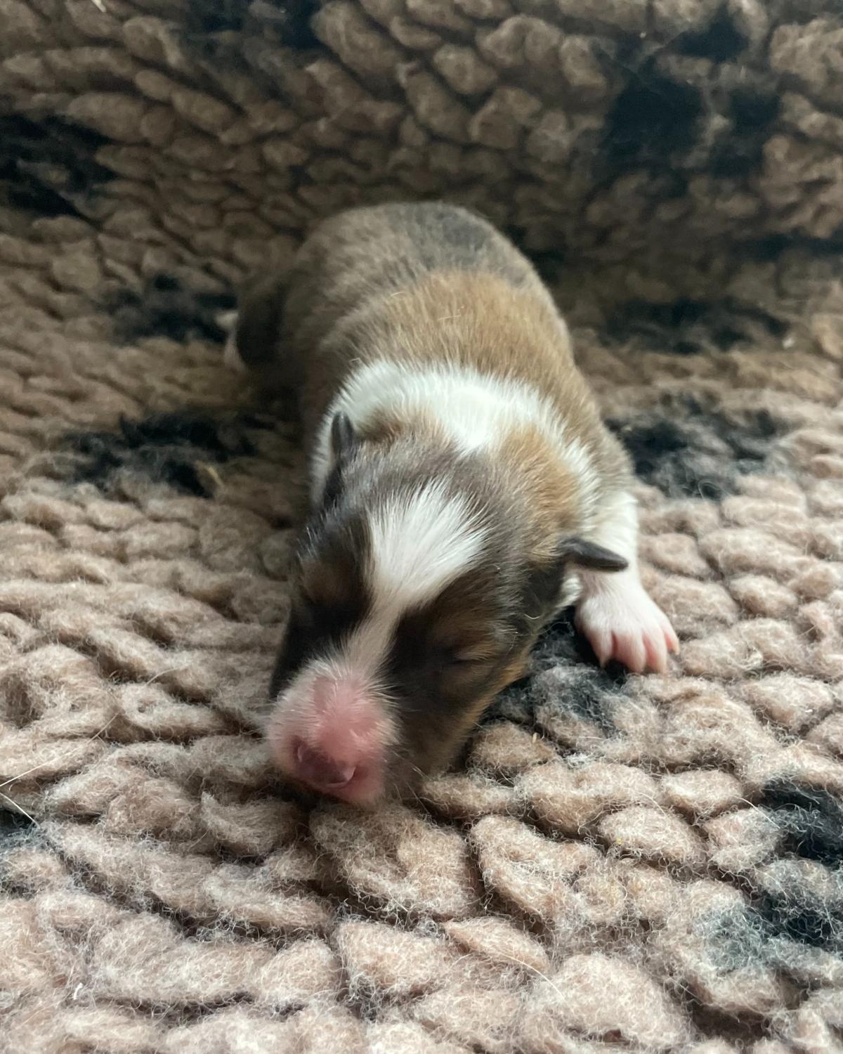 3 Chiots Berger Des Shetland
