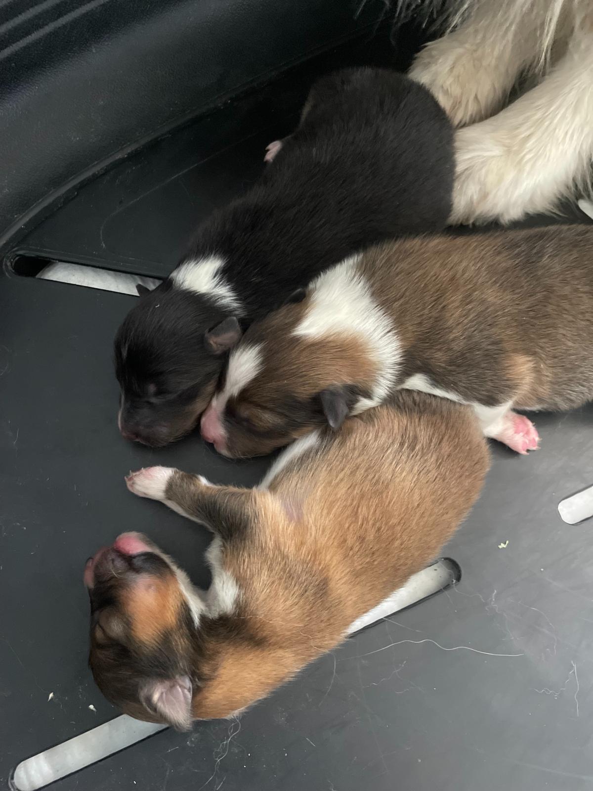 3 Chiots Berger Des Shetland