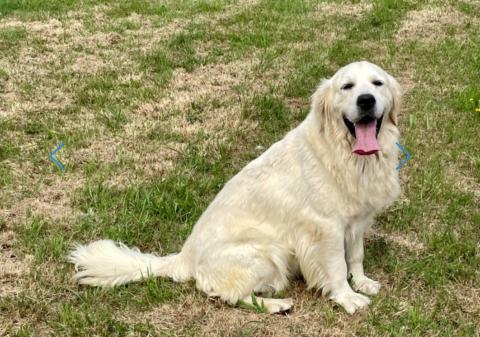 SHILOW DE LA GABRIERE