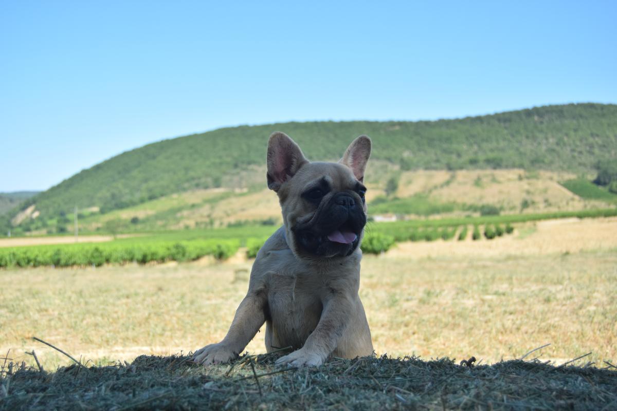 Anis chiot bouledogue français mâle fauve