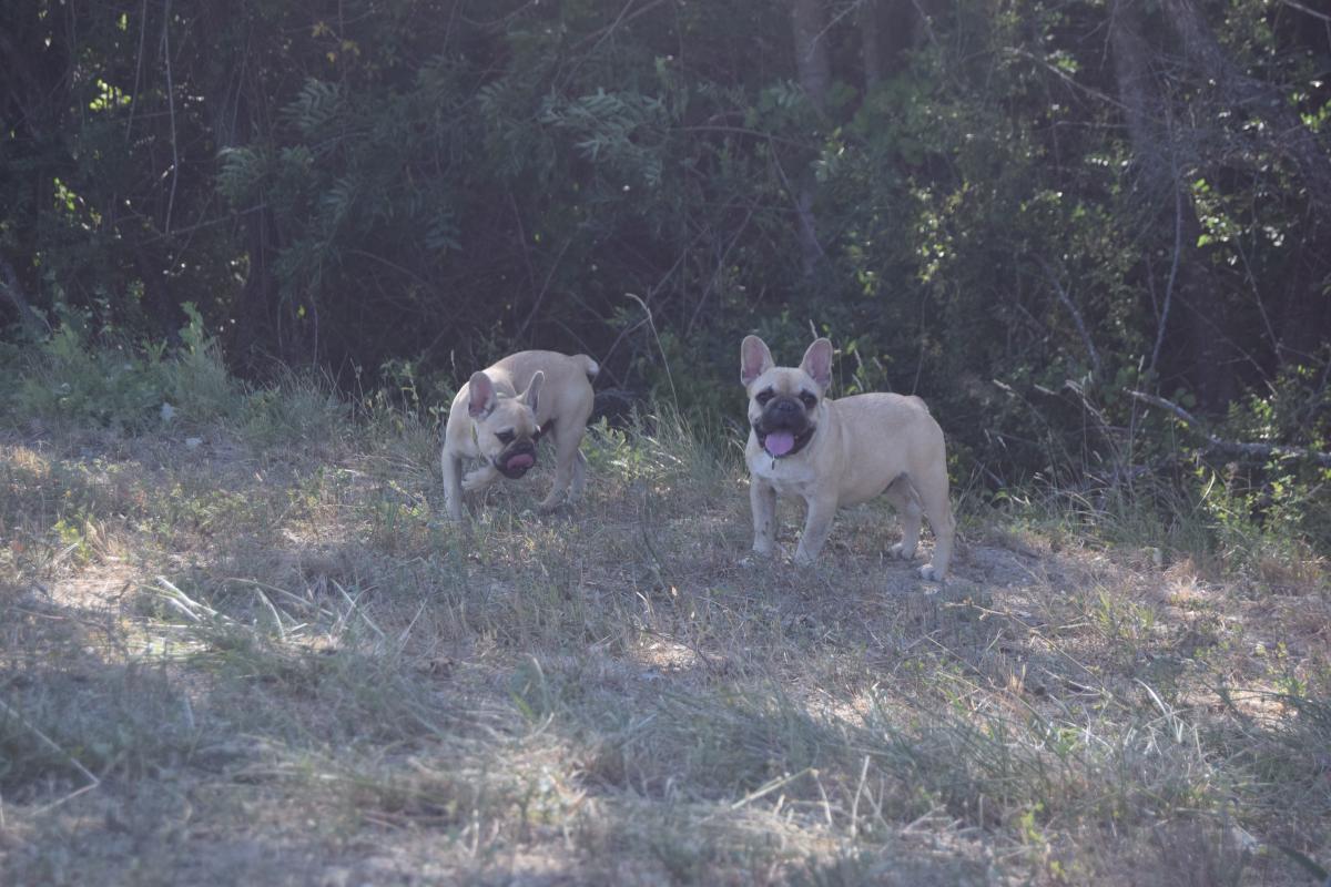 Anis chiot bouledogue français mâle fauve