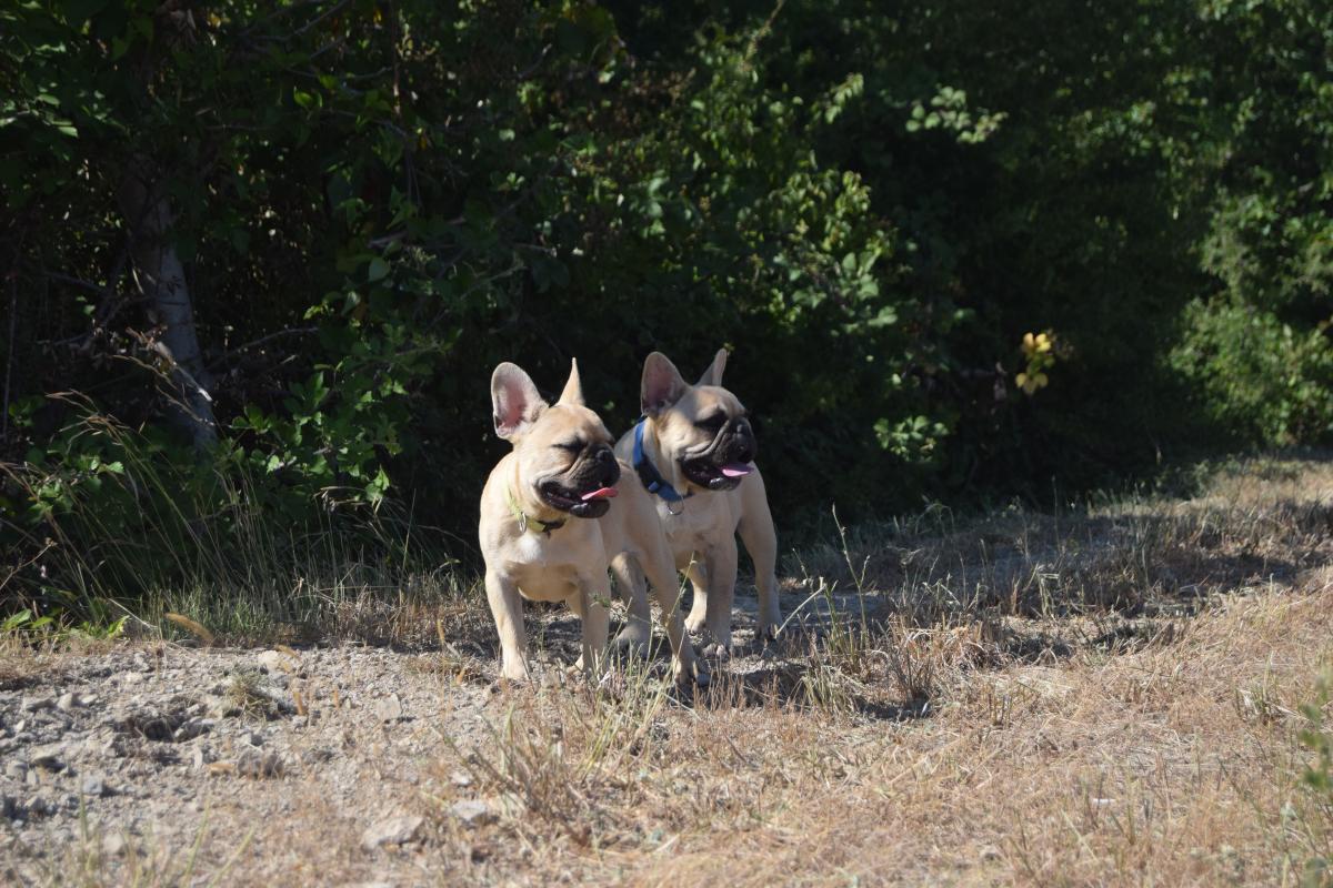 Anis chiot bouledogue français mâle fauve