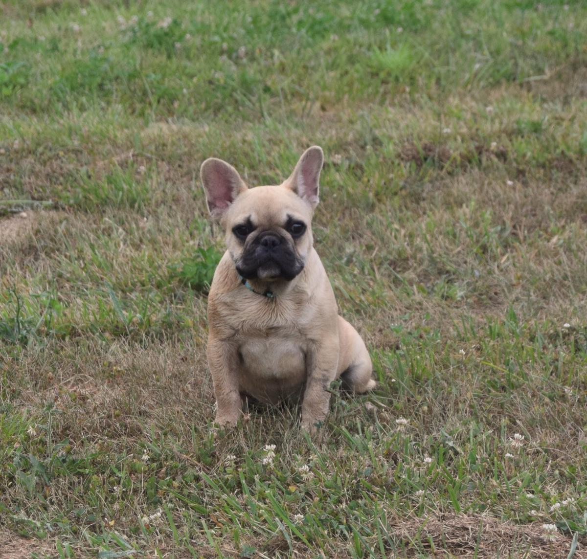 Anis chiot bouledogue français mâle fauve