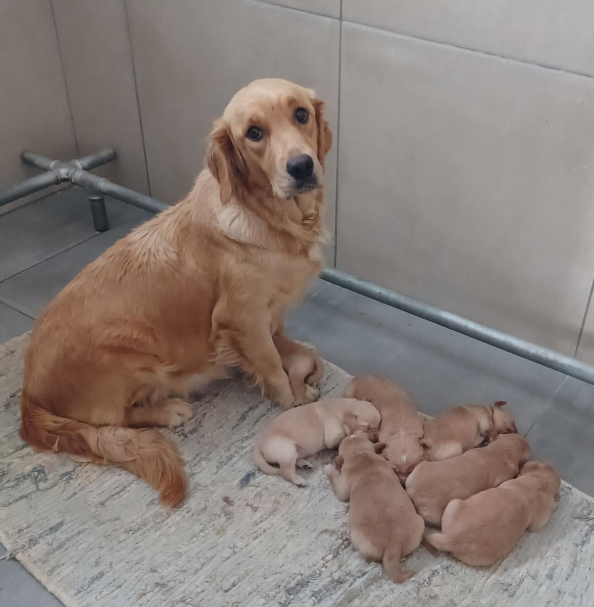 GOLDEN RETRIEVER LOF