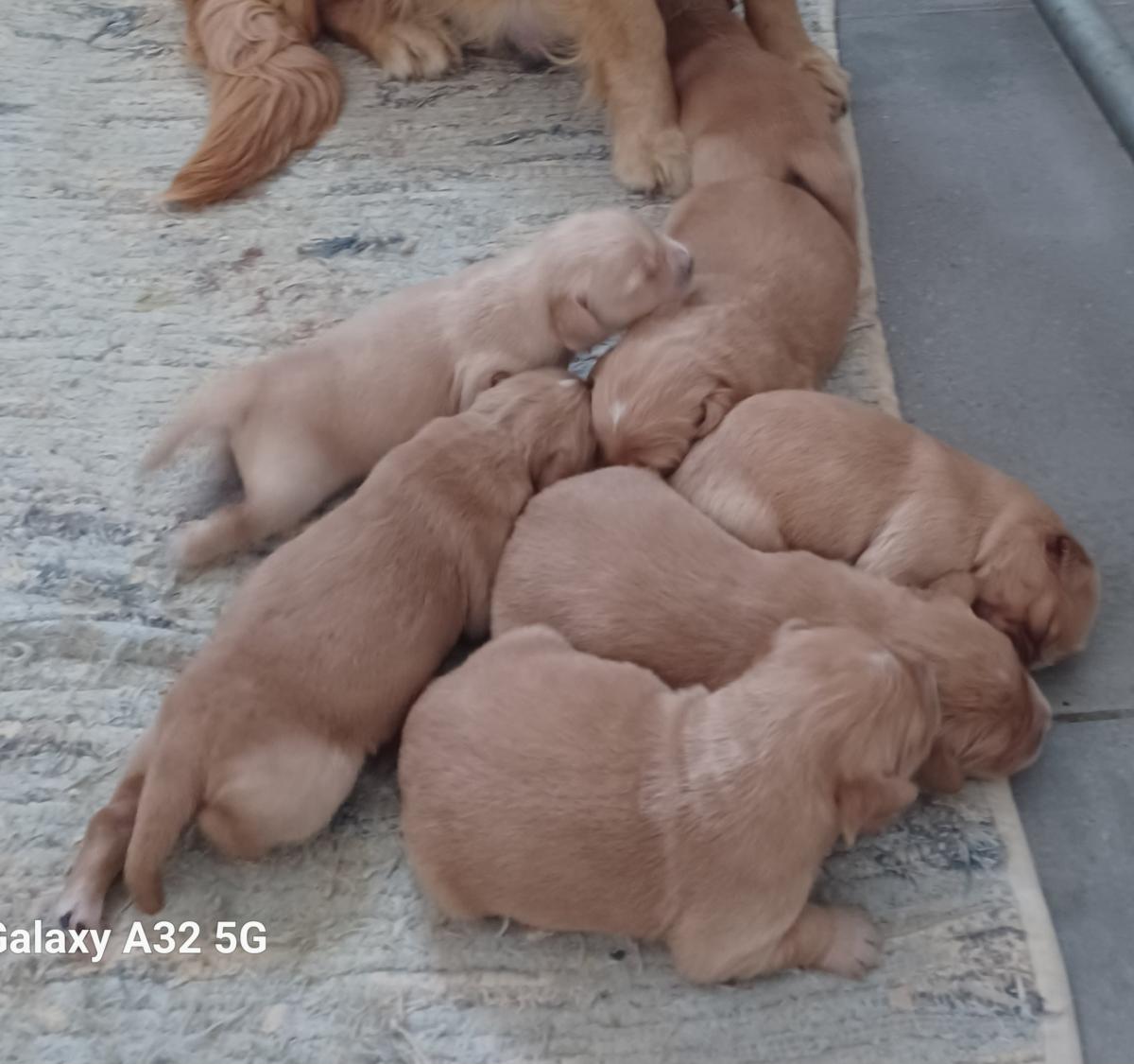 GOLDEN RETRIEVER LOF