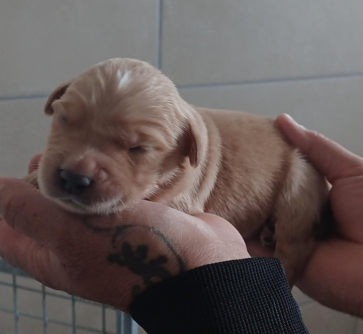 GOLDEN RETRIEVER LOF