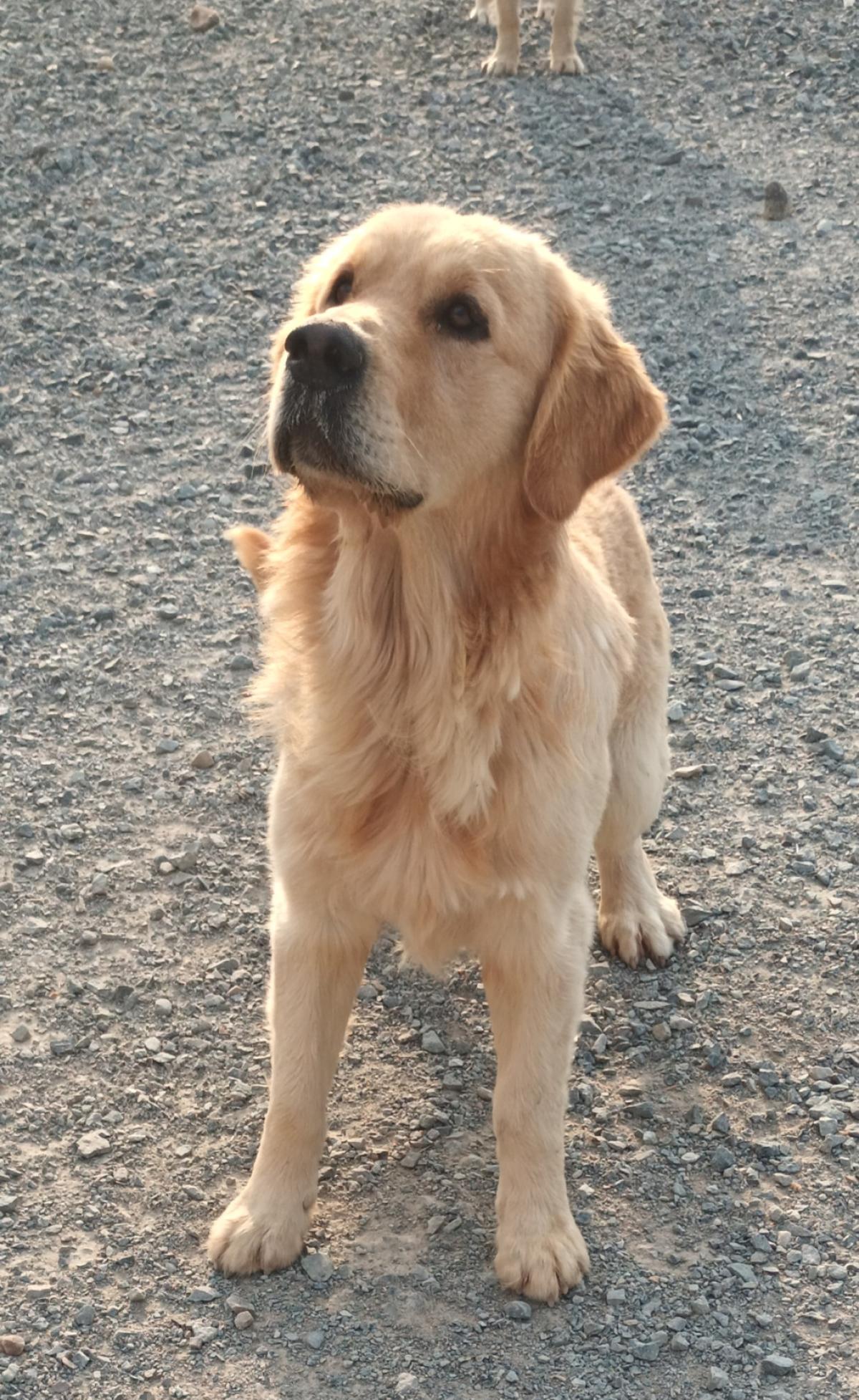 GOLDEN RETRIEVER LOF