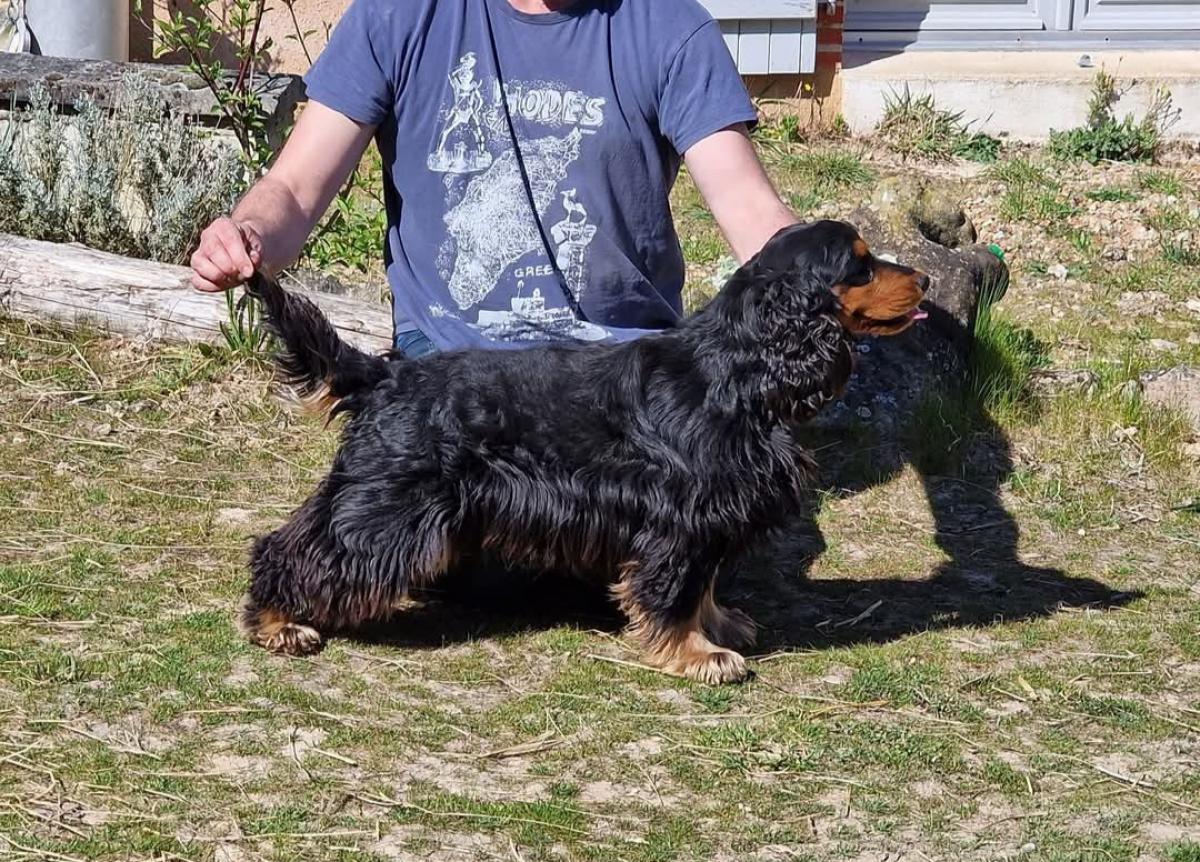 COCKER ANGLAIS LOF