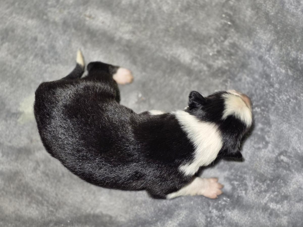 Femelle Border Collie noire et blanche