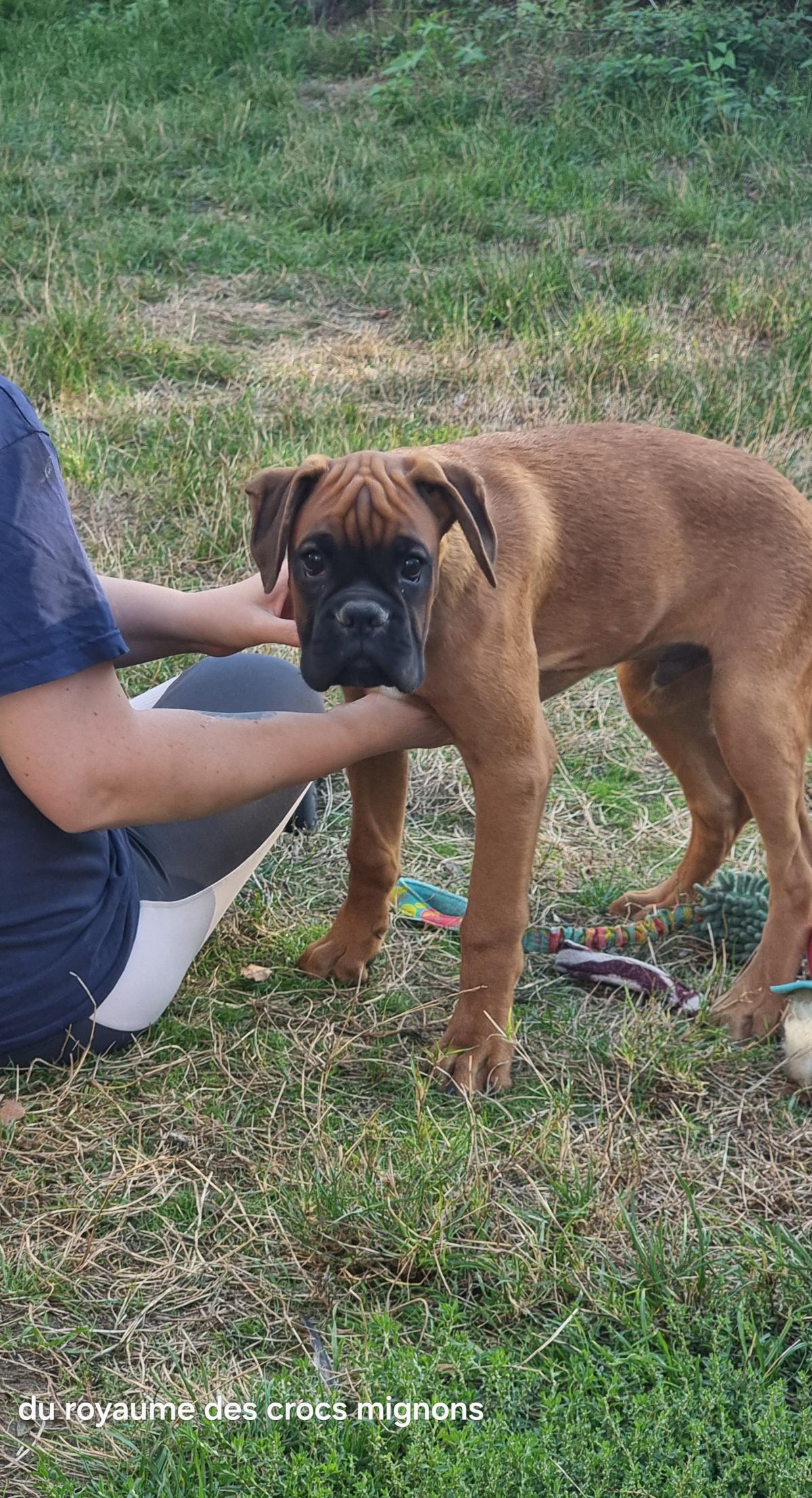 Chiot mâle boxer lof