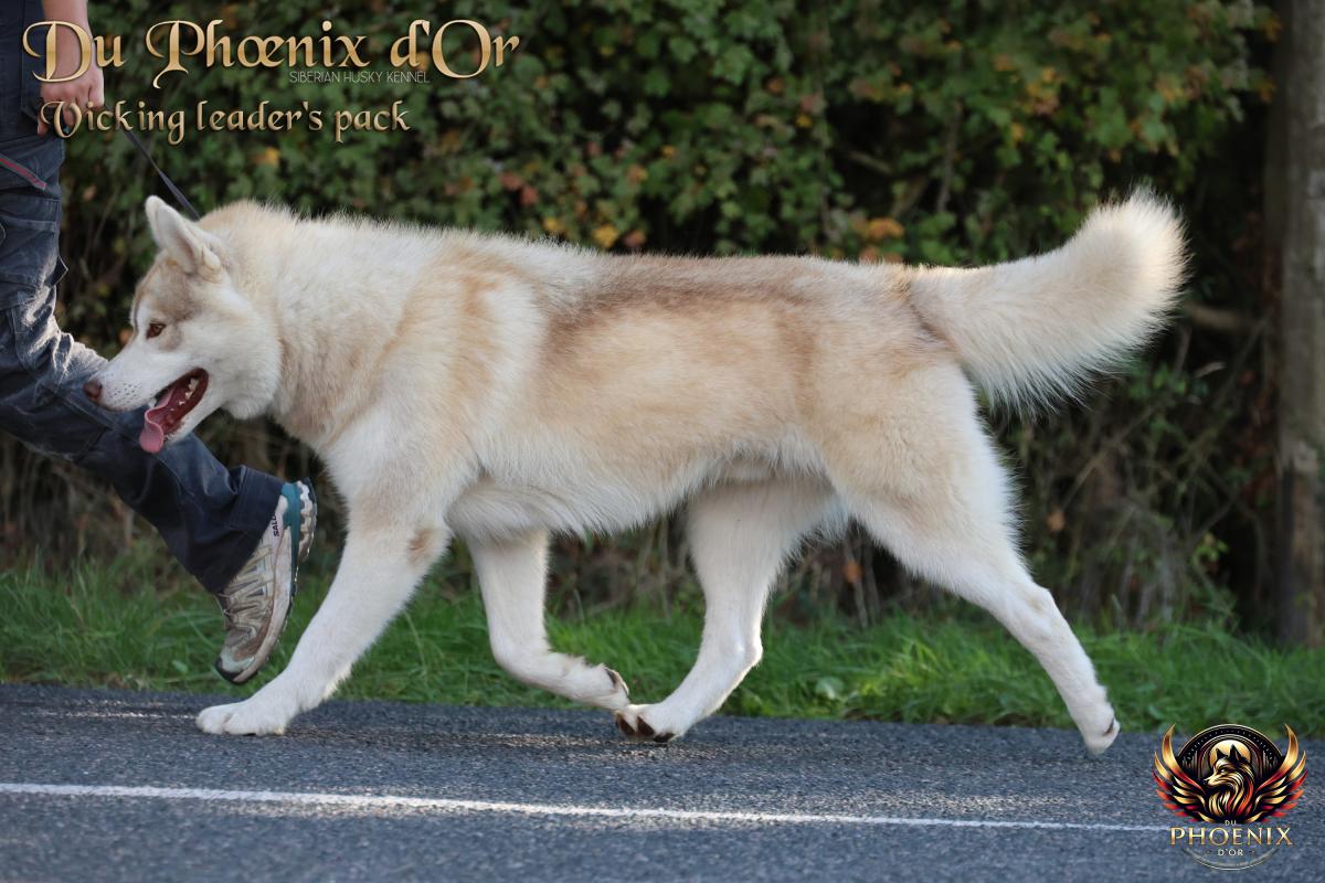 VIKING mâle husky lof cuivre