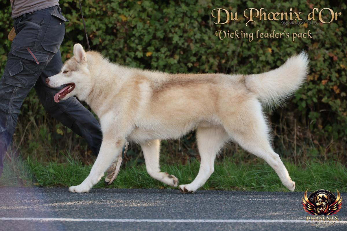 VIKING mâle husky lof cuivre