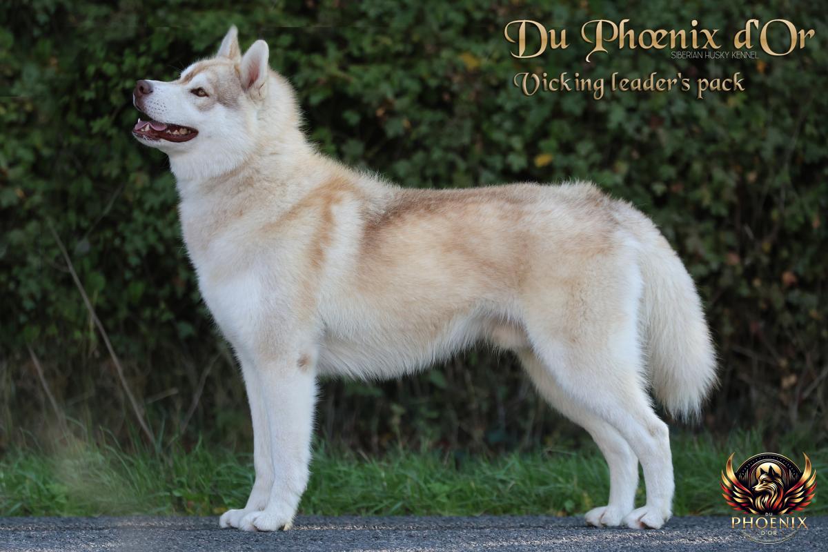 VIKING mâle husky lof cuivre