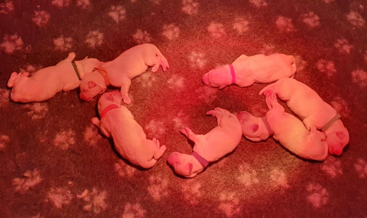 Chiots Berger Blanc Suisse LOF à réserver