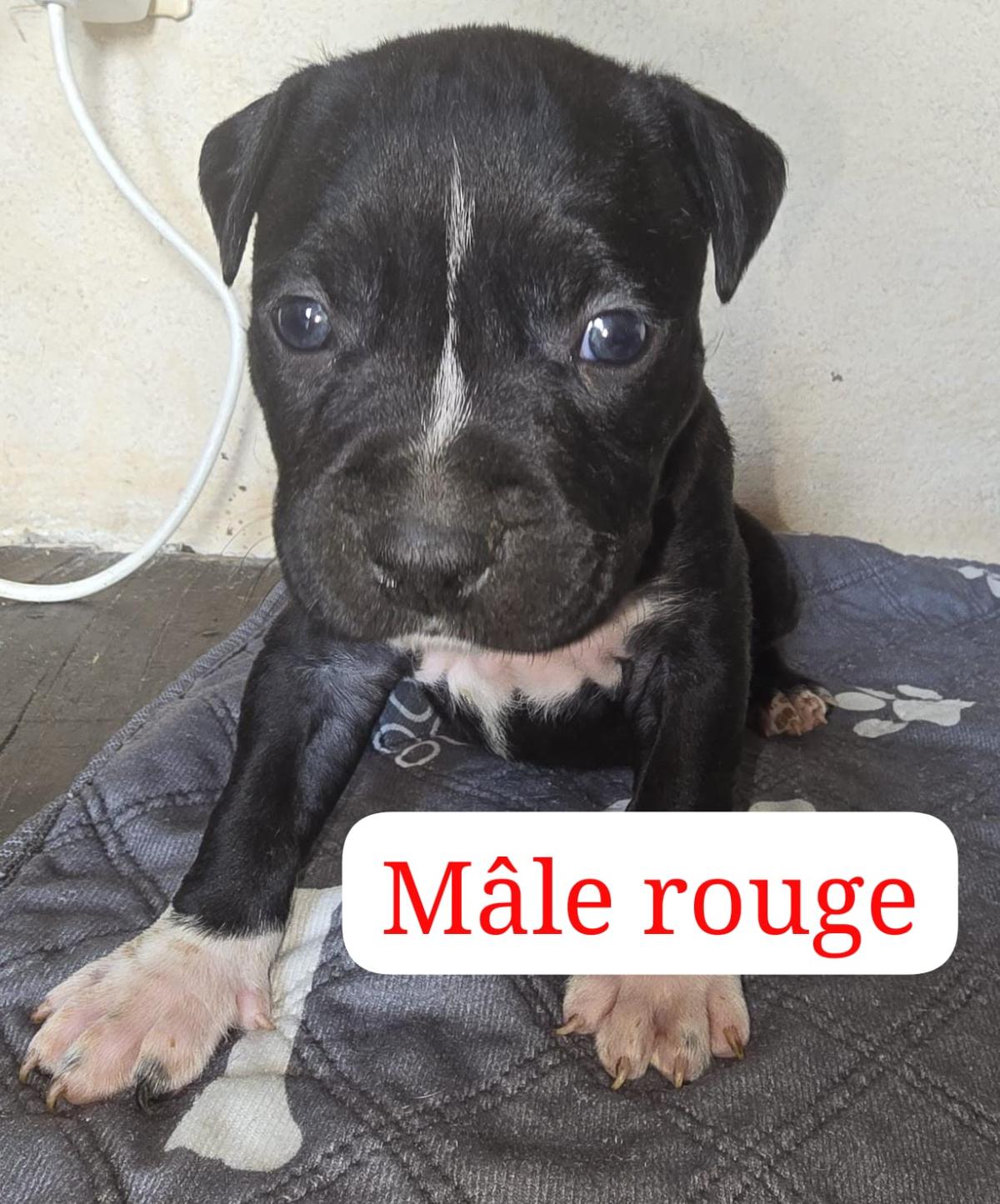 Chiot mâle américain staffordshire terrier