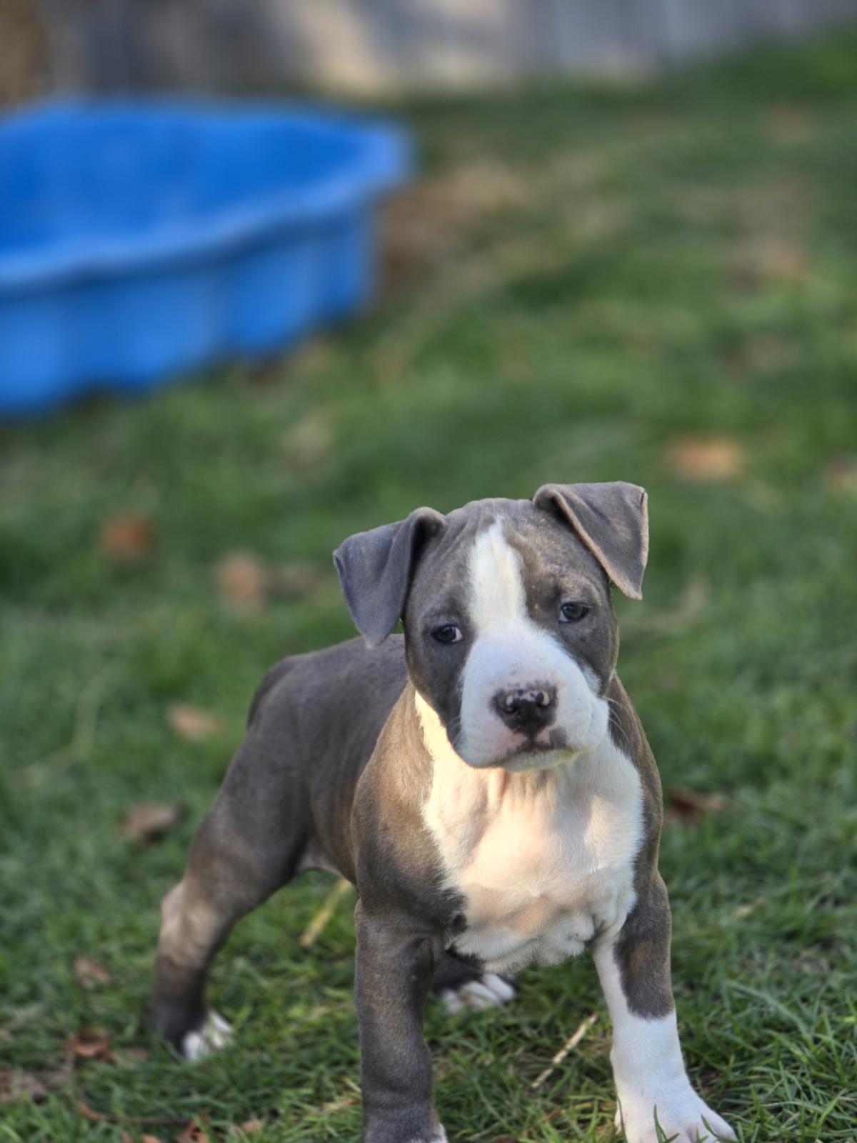 Chiot mâle américain staffordshire terrier