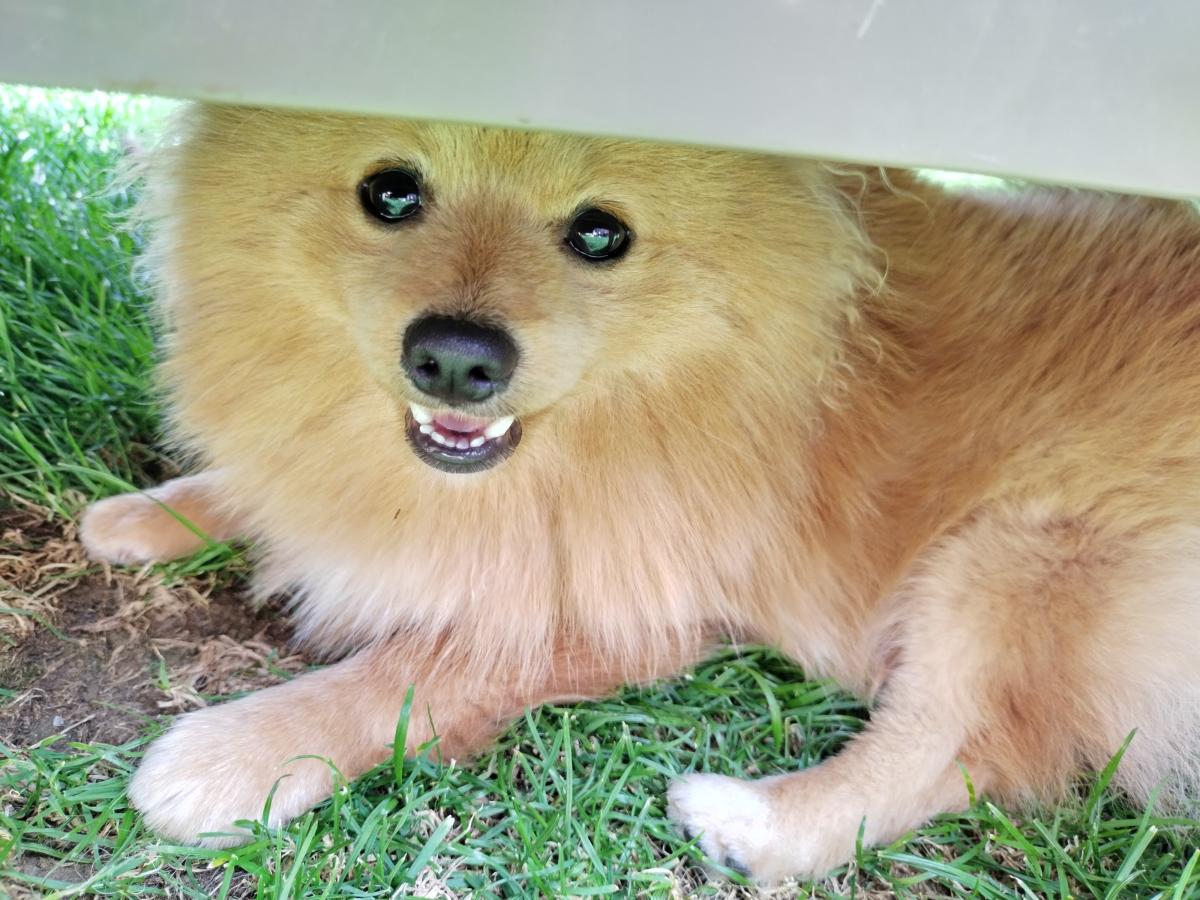 LE JARDIN DES SPITZS