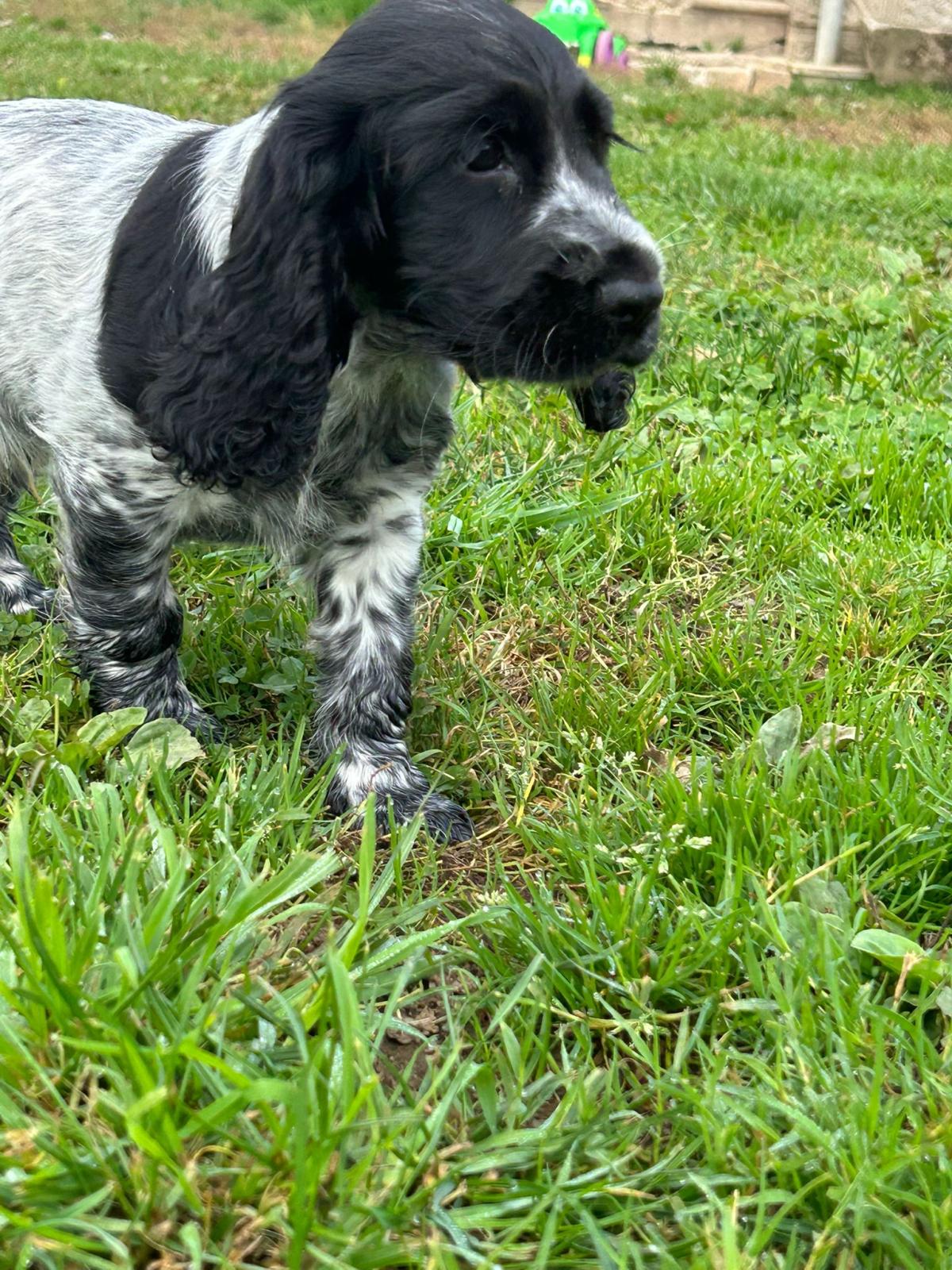 bébé cocker anglais