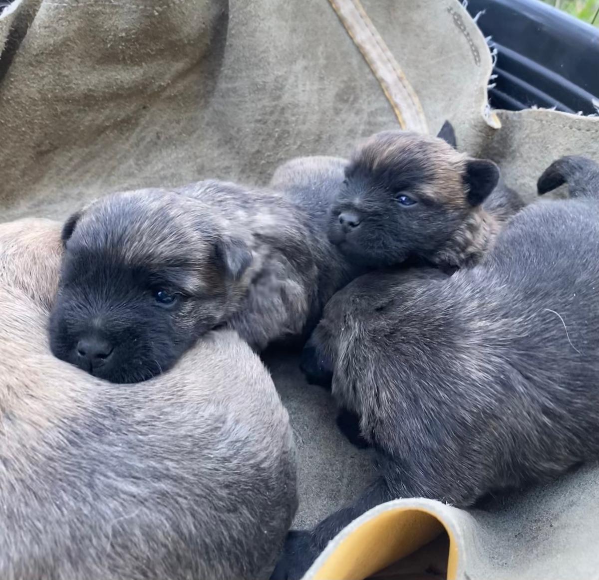 Chiot Cairn Terrier