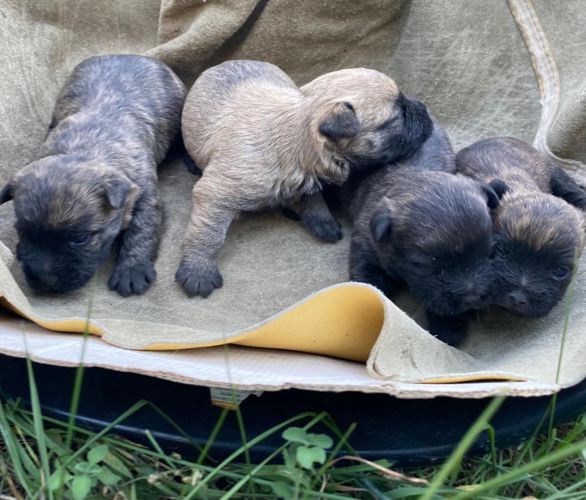 Chiot Cairn Terrier