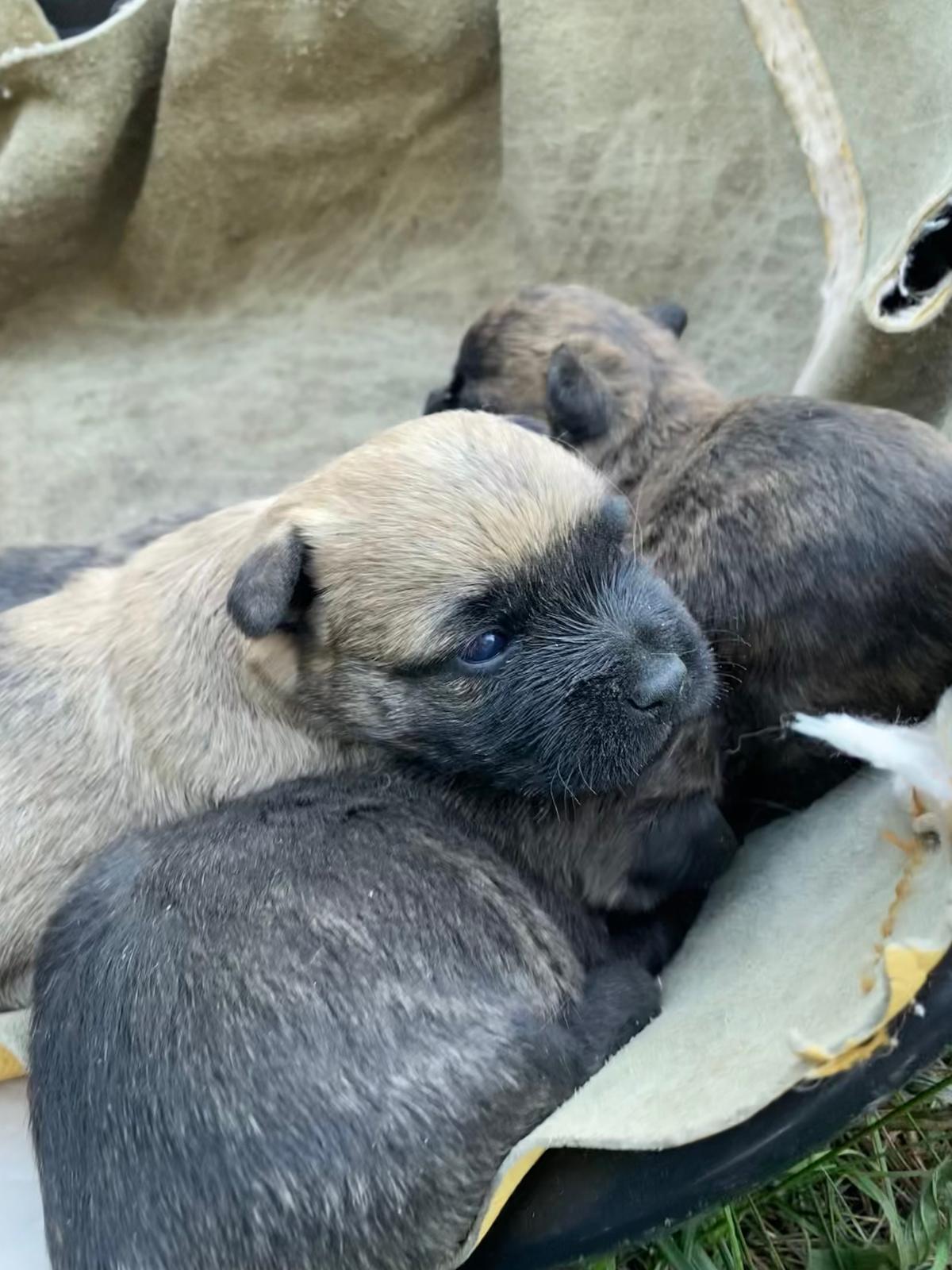 Chiot Cairn Terrier