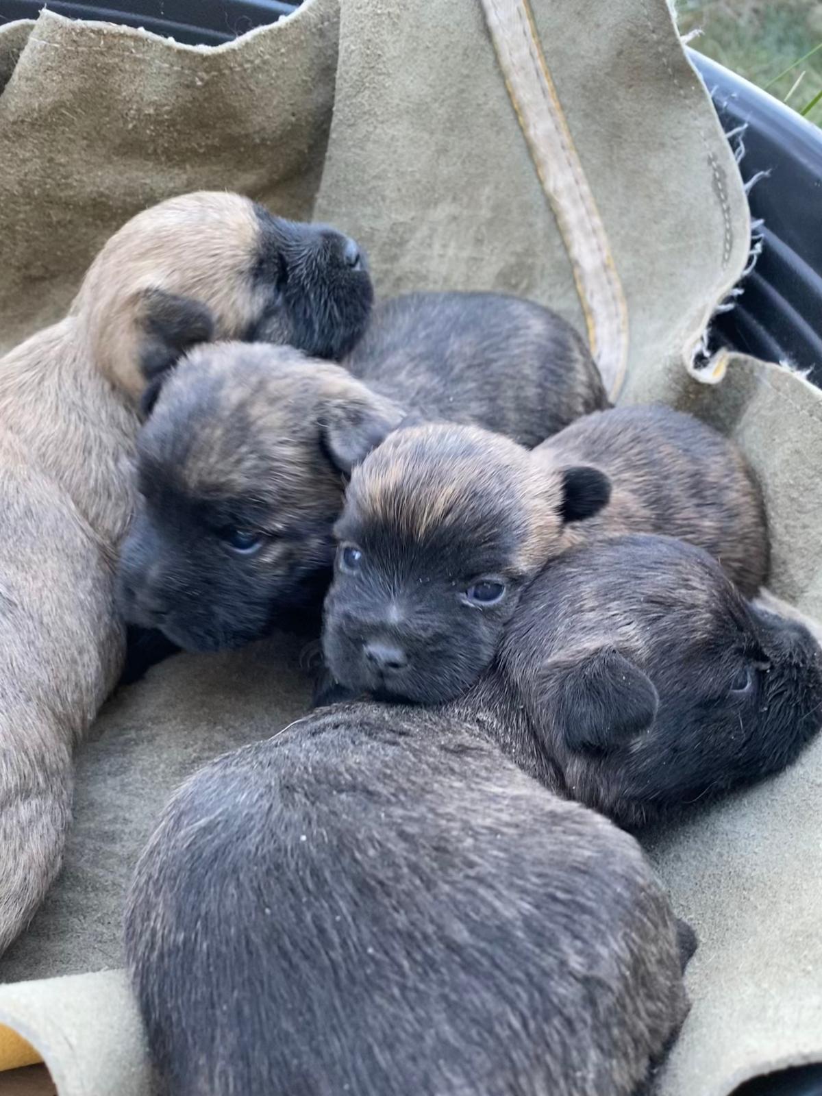 Chiot Cairn Terrier